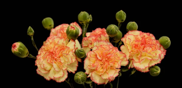 Красивые Необычные Крема Розовый Красный Гвоздики Цветы Изолированы Обычном Фоне — стоковое фото