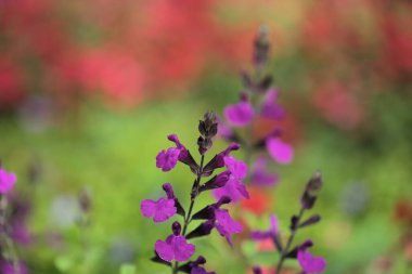 Salvia microphylla, bebek bilge, doğal makro çiçekli arka plan