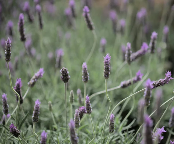 Lavendel Lavandula Naturlig Makro Blommig Bakgrund — Stockfoto