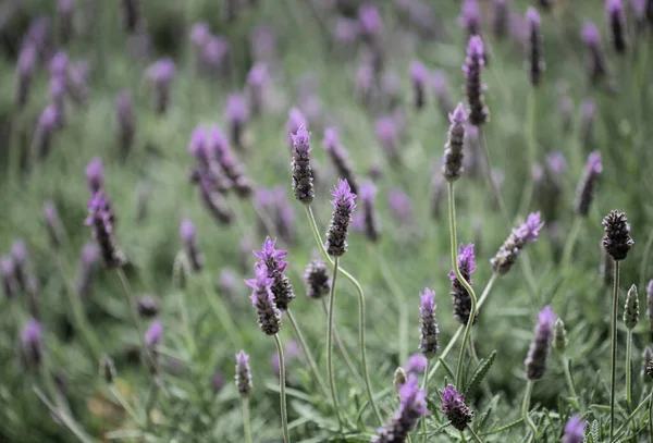 Lavender Lavandula Natural Macro Floral Background — Stock Photo, Image