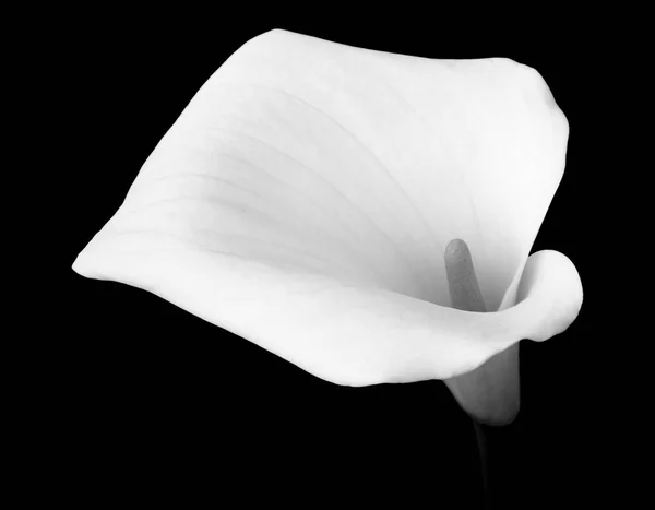 Witte Calla Lelie Geïsoleerd Zwarte Achtergrond Monochroom — Stockfoto