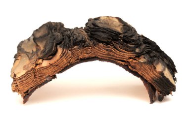 Pinus kanarya kabuğu, ateşe dayanıklı kanarya çamı, yangında zarar görmüş. 