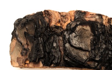 Pinus kanarya kabuğu, ateşe dayanıklı kanarya çamı, yangında zarar görmüş. 