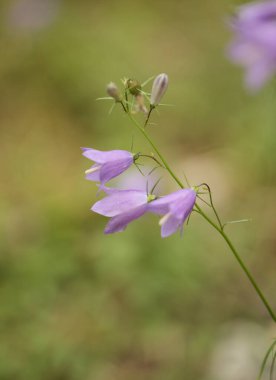 Flora of Finland - harebell, Campanula rotundifolia, natural macro background clipart