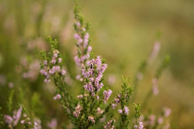 Flora of Finland - Calluna vulgaris, common heather, natural macro background clipart