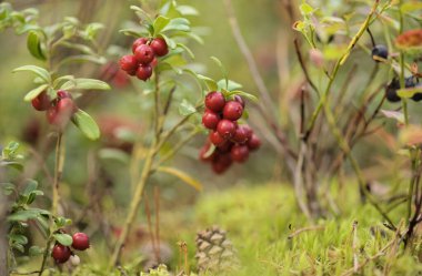 Finlandiya 'da yiyecek arama - çalılıklarda olgun yaban mersini meyvesi, yaz sonu 