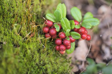 Finlandiya 'da yiyecek arama - çalılıklarda olgun yaban mersini meyvesi, yaz sonu 