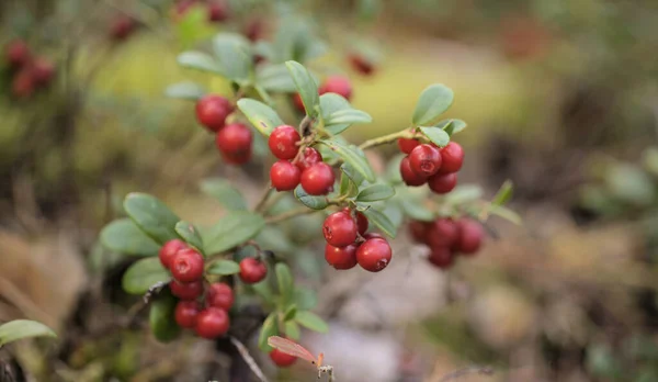 Foraging Finland Ripe Lingonberry Fruit Bushes Late Summer — Stock Photo, Image