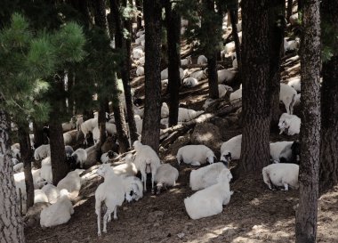 Gran Canaria 'nın tarımı - güçlü güneşten saklanan koyunlar 