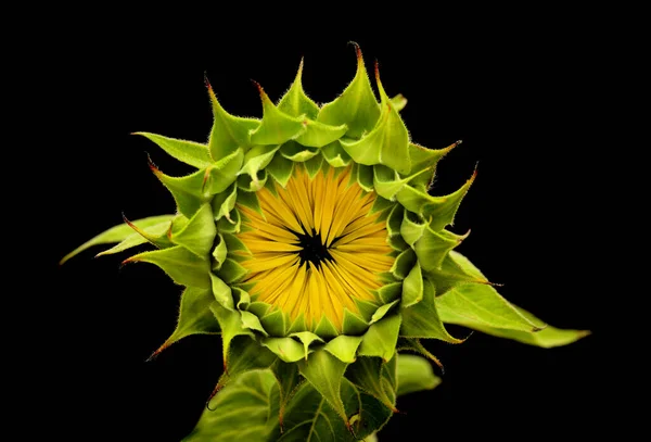 Helianthus Annuus Κοινό Ηλιοτρόπιο Απομονωμένο Μαύρο Φόντο — Φωτογραφία Αρχείου