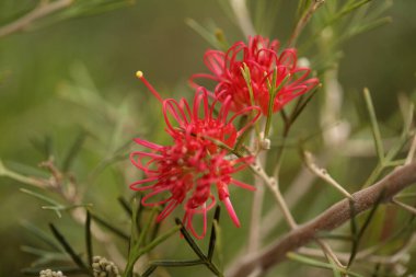 Kırmızı çiçekli Grevillea, örümcek çiçeği, doğal makro çiçekli arka plan.