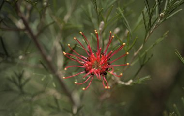 Kırmızı çiçekli Grevillea, örümcek çiçeği, doğal makro çiçekli arka plan.