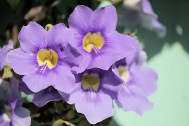 Thunbergia ihtişamlı çiçekleri, mavi gökyüzü çiçekleri, doğal makro çiçekleri.