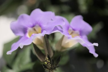 Thunbergia ihtişamlı çiçekleri, mavi gökyüzü çiçekleri, doğal makro çiçekleri.