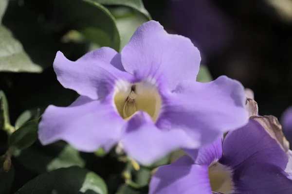 Blumen Von Thunbergia Grandiflora Blaue Himmelsblume Natürlicher Makrofloraler Hintergrund — Stockfoto
