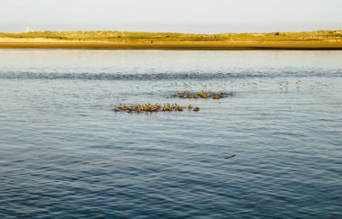 Cantabria, Santander Körfezi, alçak gelgitteki küçük adalar yakut taşlarından oluşan gruplar tarafından kullanılır.