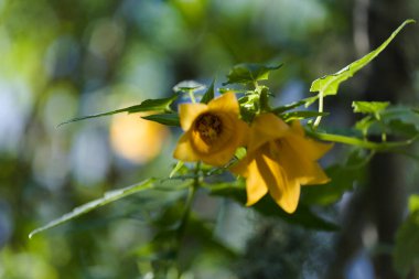 Gran Canaria 'dan Flora - Canarina canariensis, Kanarya çanı çiçeği doğal makro çiçek arkaplanı