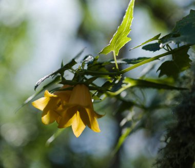 Gran Canaria 'dan Flora - Canarina canariensis, Kanarya çanı çiçeği doğal makro çiçek arkaplanı