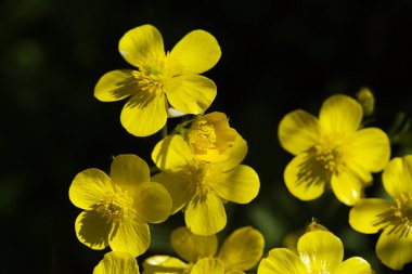 Gran Canaria 'dan Flora - Ranunculus Cortusifolius' un parlak sarı çiçekleri, Kanarya çiçekleri doğal makro çiçekli arka plan