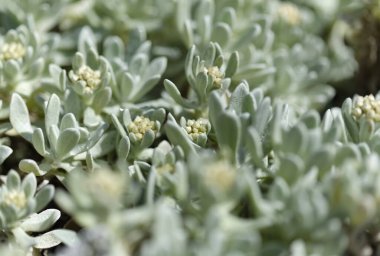 Lanzarote 'li Flora - Helichrysum Gossypinum, pamuk yünü sonsuz, savunmasız türler