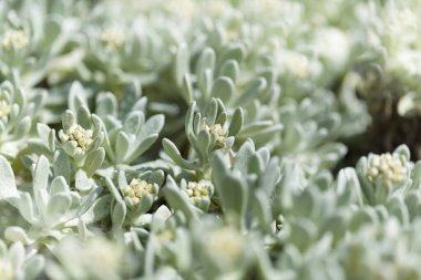 Lanzarote 'li Flora - Helichrysum Gossypinum, pamuk yünü sonsuz, savunmasız türler