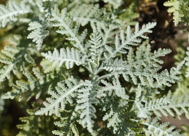 Gran Canaria 'dan Flora - Gonospermum ptarmicaeflorum' un lacey yaprakları diğer adıyla gümüş tansi, soyu tükenmekte olan doğal makro çiçekli türler.