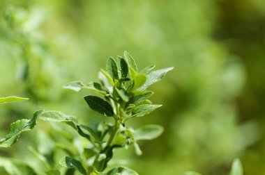 Gran Canaria 'dan Flora - Bystropogon kanaryasının yaprakları, kanarya adalarına özgü aromatik bitki doğal makro çiçek arkaplanı