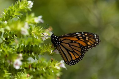 Glan Kanarya 'nın Hayvanı - kral kelebeği, Danaus plexippus