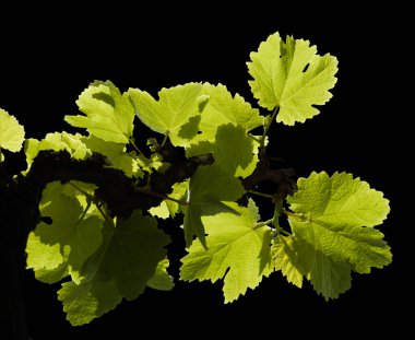 Gran Canaria 'nın bitki örtüsü - bahar başlarında asma bitkilerinde taze taze yapraklar