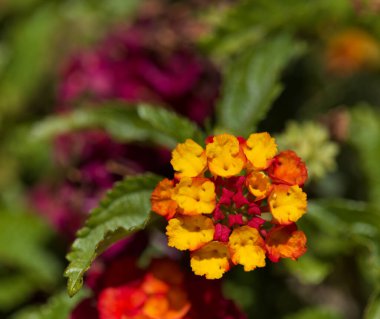 Gran Canaria 'dan Flora - Lantana Camara, yaygın lantana, istilacı türleri tanıttı