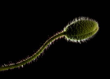 Gran Canaria 'dan Flora - Papaver rhoeas, yaygın gelincik 