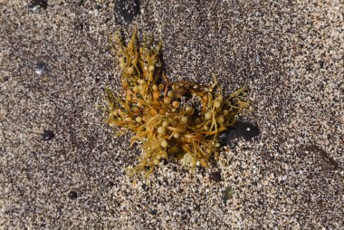 Sargassum yosunu Las Palmas de Gran Canaria sahillerinde büyük miktarlarda karaya vurdu.