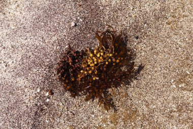 Sargassum seaweed washed up in large quantities on the beaches of Las Palmas de Gran Canaria clipart