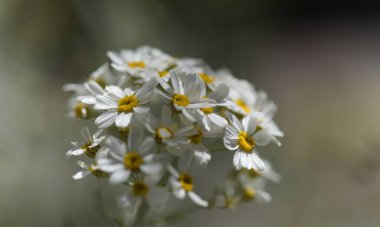 Gran Canaria 'dan Flora - Gonospermum ptarmicaeflorum nam-ı diğer gümüş tansi, soyu tükenmekte olan doğal makro çiçekli türler