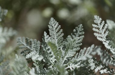 Gran Canaria 'dan Flora - Gonospermum ptarmicaeflorum nam-ı diğer gümüş tansi, soyu tükenmekte olan doğal makro çiçekli türler