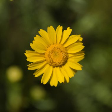 Gran Canaria 'dan Flora - Coleostephus myconis, corn marigold