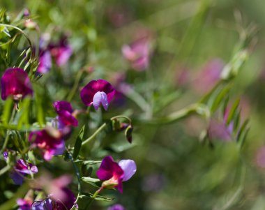 Gran Canaria 'dan Flora - Lathyrus clymenum, İspanyol vetchling doğal makro çiçekli arka plan