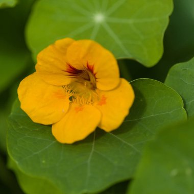 Gran Canaria 'dan Flora - Tropeeolum majus, bahçe nasturtiyumu, yenilebilir ve istilacı bitki
