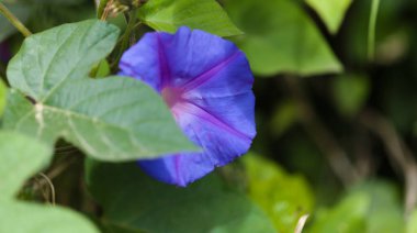 Gran Canaria 'dan Flora - Ipomoea purpurea, yaygın sabah zaferi, tanıtılan türler, doğal makro çiçekli arka plan