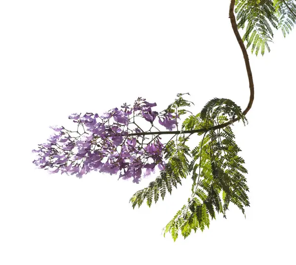 Mavi jakaranda çiçekleri, Jacaranda mimozomları