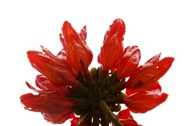 Red flowers of Spathodea campanulata, African tulip tree, isolated on white background  clipart