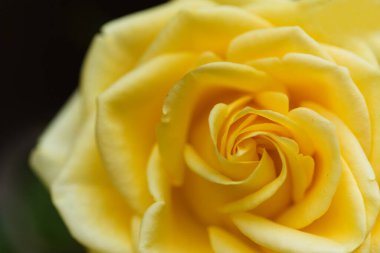 Yellow fully opened rose flower, macro floral background clipart
