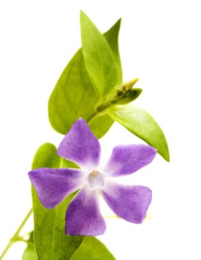 Gran Canaria 'dan Flora - Vinca major, büyük yaprak menekşe, tanıtılan türler, beyaz üzerine izole edilmiş