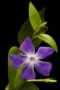 Flora of Gran Canaria -  Vinca major, bigleaf periwinkle, introduced species, isolated on black clipart