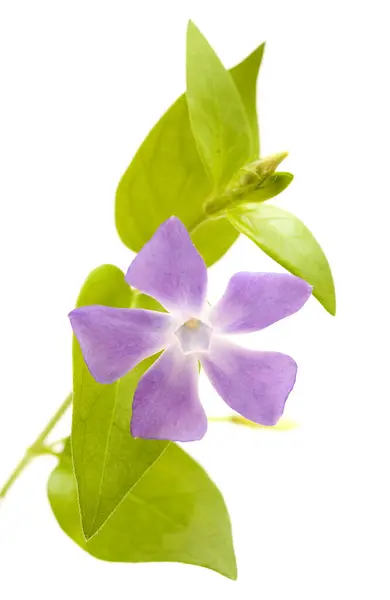 stock image Flora of Gran Canaria -  Vinca major, bigleaf periwinkle, introduced species, isolated on white
