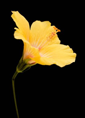 Beautiful yellow Hibiscus rosa-sinensis aka Chinese hibiscus isolated on black background clipart