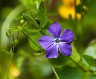 Gran Canaria 'dan Flora - Vinca major, büyük yaprak menekşe, tanıtılan türler, doğal makro çiçekli arka plan