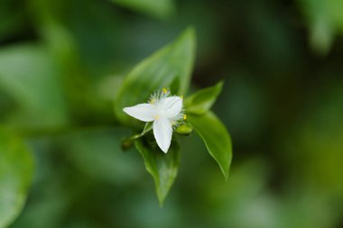 Gran Canaria 'dan Flora - Tradescantia fluminensis, gezgin gelenek, girişken ve saldırgan türler