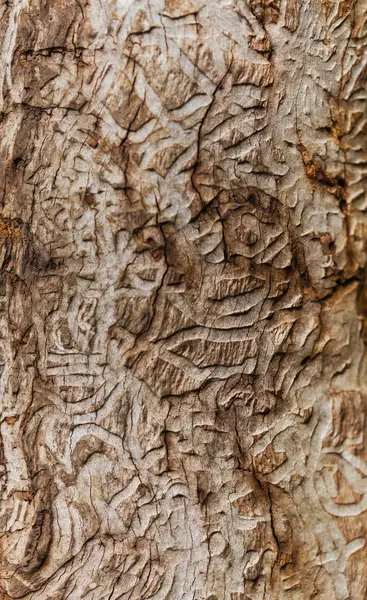 stock image Patterns left by bark beetles on the surface of a dead tree