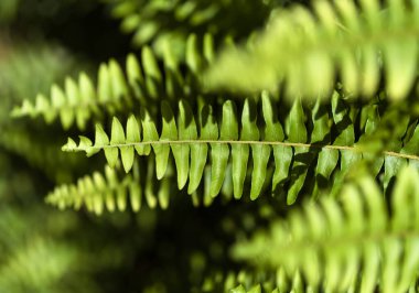 Green fresh fronds of fern natural macro floral background clipart